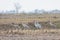 Sandhill Cranes Gather in a Field