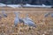 Sandhill Cranes Gathering in a Field