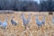 Sandhill Cranes Gathering in a Field During Spring Migration