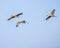 Sandhill Cranes glide through the morning air