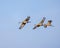 Sandhill Cranes glide through the morning air turning for landing