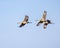 Sandhill Cranes glide through the morning air turning for landing