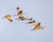 Sandhill Cranes glide through the morning air turning for landing
