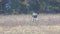 Sandhill Cranes, Grus canadensis, feeding