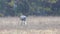 Sandhill Cranes, Grus canadensis, in a field feeding