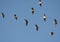 Sandhill Cranes In High Flight Formation