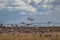 Sandhill Cranes Landing on a Field
