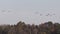 Sandhill cranes landing in marsh during migration