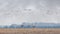 Sandhill Cranes Migrate into a Farm