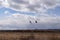 Sandhill Cranes over Bosque Grain