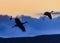 Sandhill cranes in silhouette at Bosque del Apache in sunset