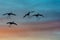Sandhill cranes silhouetted against sunset colors