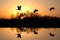 Sandhill Cranes at Sunset