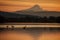 Sandhill cranes at sunset in a lake