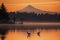 Sandhill cranes at sunset in a lake