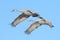 Sandhill cranes in synchronized flight