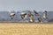 Sandhill Cranes Take Flight En Masse