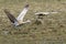 Sandhill cranes taking off