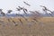 Sandhill Cranes Taking Off From a Farm Field