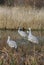 Sandhill Cranes vertical