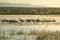 Sandhill cranes walk on frozen lake at sunrise over the Bosque del Apache National Wildlife Refuge, near San Antonio and Socorro,