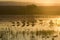 Sandhill cranes walk on lake at sunrise at the Bosque del Apache National Wildlife Refuge, near San Antonio and Socorro, New