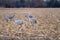 Sandhill Cranes Walking Through a Field