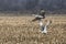 Sandhill Pair - Sandhill Cranes Take Off