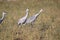 Sandhilll cranes in their native habitat