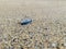 Sandhopper on a By the wind sailor, Velella Velella, washed up on Narin Beach, County Donegal - Republic of Ireland