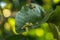 Sandoricum koetjape leaf caused by Eriophyes sandorici Nalepa.Insects absorb water in the diseased santol leaves or cotton fruits