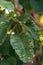 Sandoricum koetjape leaf caused by Eriophyes sandorici Nalepa.Insects absorb water in the diseased santol leaves or cotton fruits