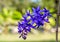 Sandpaper vine , Petrea volubilis,purple flower on natural ight