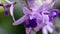 Sandpaper vine, Petrea volubilis, Purple flower in the wind