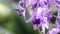 Sandpaper vine, Petrea volubilis, Purple flower in the wind