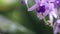 Sandpaper vine, Petrea volubilis, Purple flower in the wind