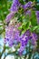 Sandpaper vine or Queen`s wreath plant over nature background