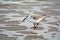 The sandpiper is alert for food and for larger predators