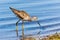 Sandpiper on Beach in Venice Florida