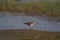 Sandpiper bird feeding in a lake