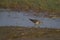 Sandpiper bird feeding in a lake