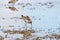 Sandpiper Bird Foraging in Mangrove Swamp Wetland