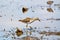 Sandpiper Bird Foraging in Mangrove Swamp Wetland