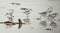 Sandpiper Bird on shoreline Northumberland