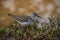 Sandpiper bird in the wetlands