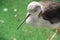 Sandpiper bird at the zoo