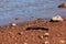 Sandpiper Birds at Lost Creek Lake