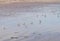 Sandpiper birds on a sandy beach