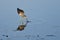 Sandpiper Catching a Fish