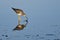 Sandpiper Catching a Fish